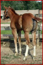 Dominates Image x Thats Y Im Cool filly2.jpg